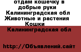 отдам кошечку в добрые руки - Калининградская обл. Животные и растения » Кошки   . Калининградская обл.